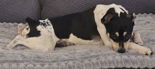 ZUNI (GA) - Rat Terrier available for adoption