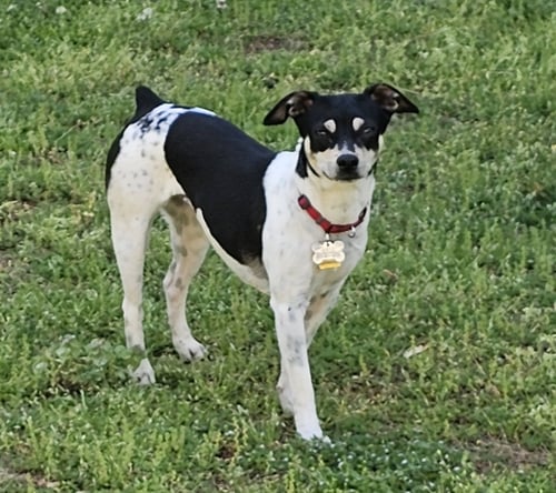ZUNI (GA) - Rat Terrier available for adoption