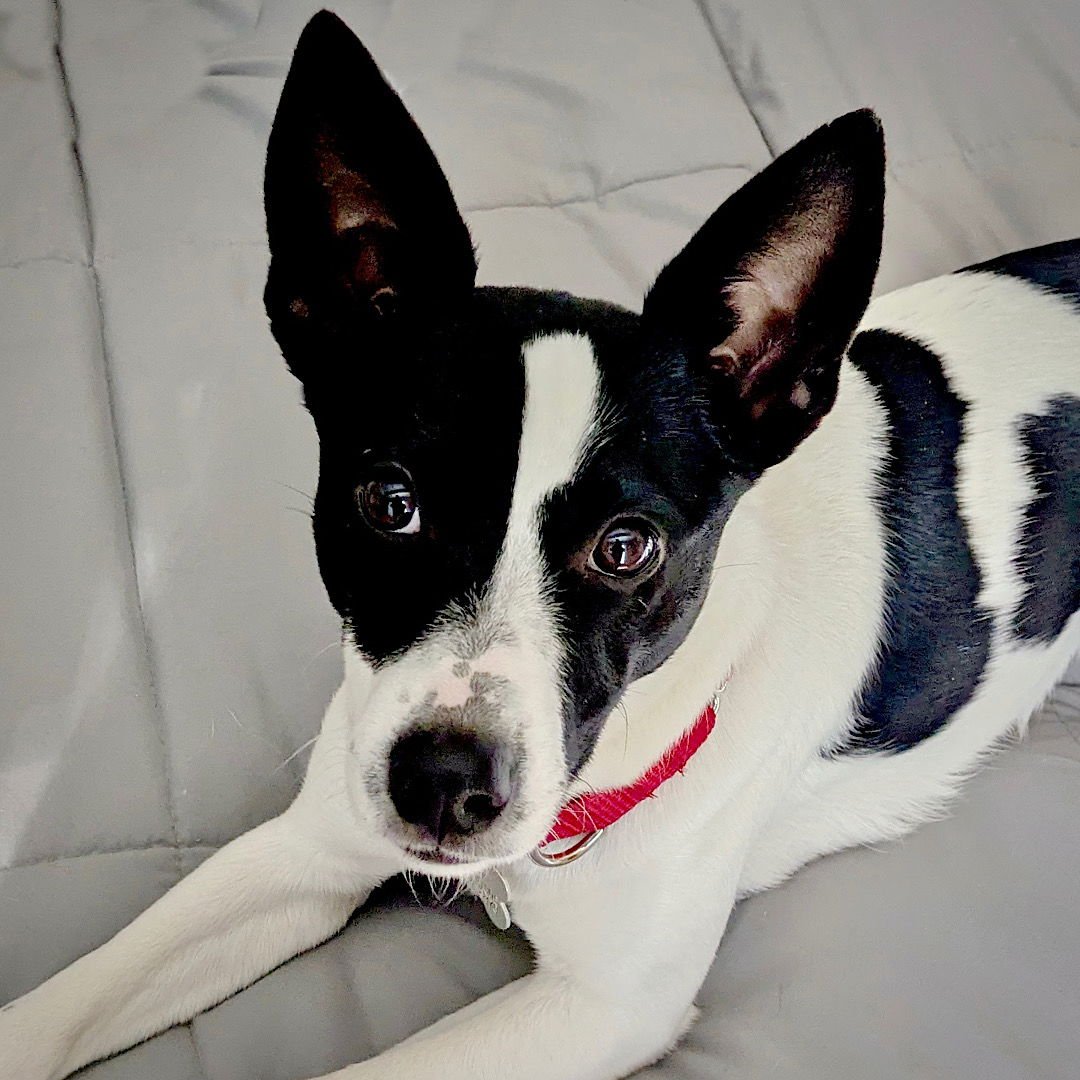COLBY (TN) - Rat Terrier available for adoption