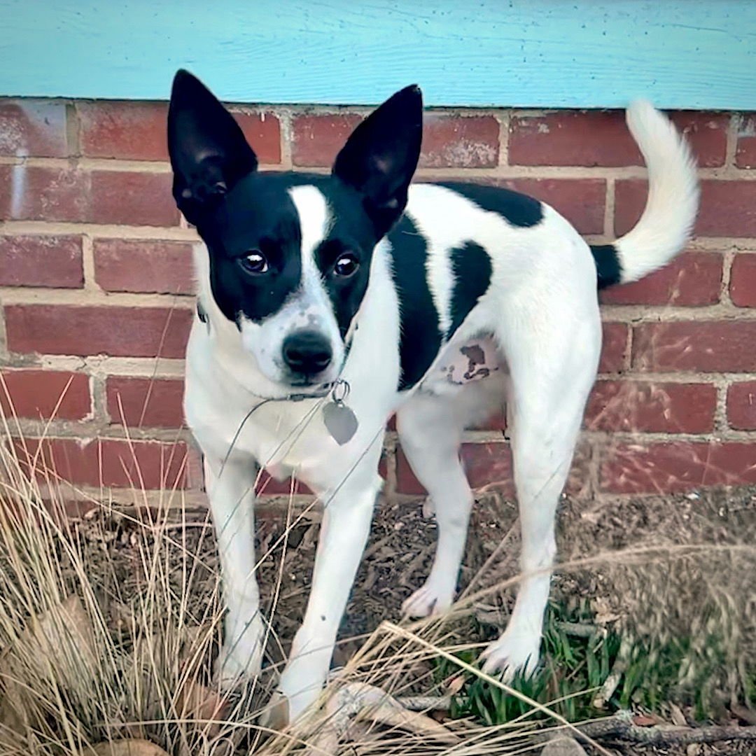 COLBY (TN) - Rat Terrier available for adoption