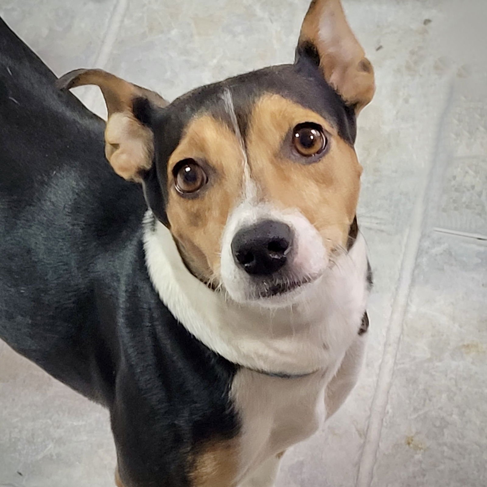 ALMA (VA) - Rat Terrier available for adoption