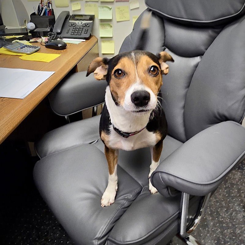 ALMA (VA) - Rat Terrier available for adoption