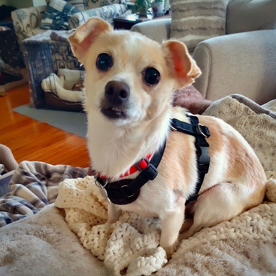 RAYA (MD) - Rat Terrier / Chihuahua available for adoption
