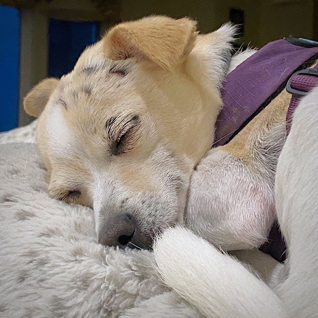 RAYA (MD) - Rat Terrier / Chihuahua available for adoption