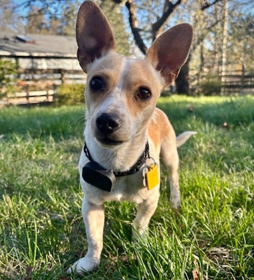 GEORGIE (WA) - Rat Terrier available for adoption