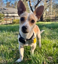 Georgie (WA) - Photo 5
