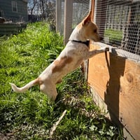 Georgie (WA) - Photo 2