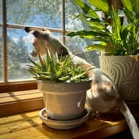 Georgie (WA) - Photo 7