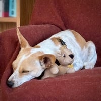 Georgie (WA) - Photo 8