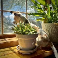 Georgie (WA) - Photo 4