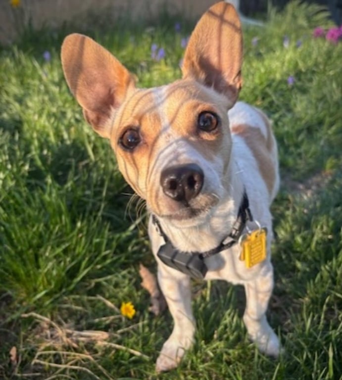 Georgie (WA) Image