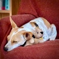 Georgie (WA) - Photo 3