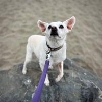 Georgie P (CA) - Photo 2