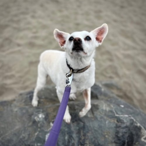 GEORGIE P (CA) - Rat Terrier available for adoption