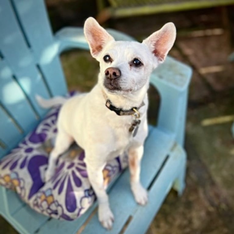 Georgie P (CA) Image