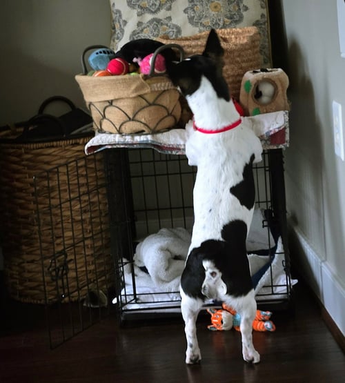 MAYNARD (VA) - Rat Terrier available for adoption