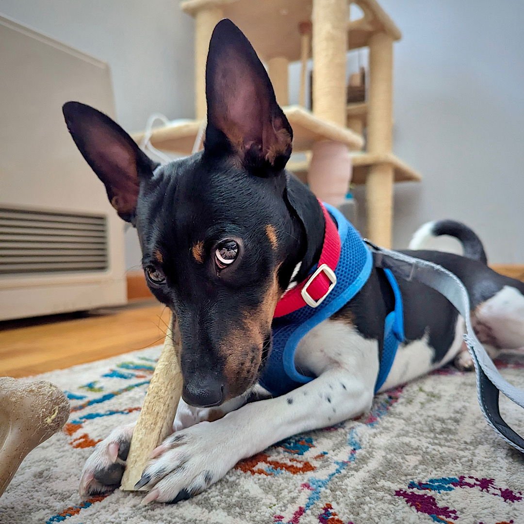 BEAU JANGLES (OH) - Rat Terrier available for adoption