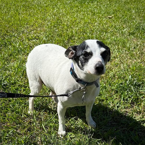 LIL BEAU (LA) - Rat Terrier available for adoption
