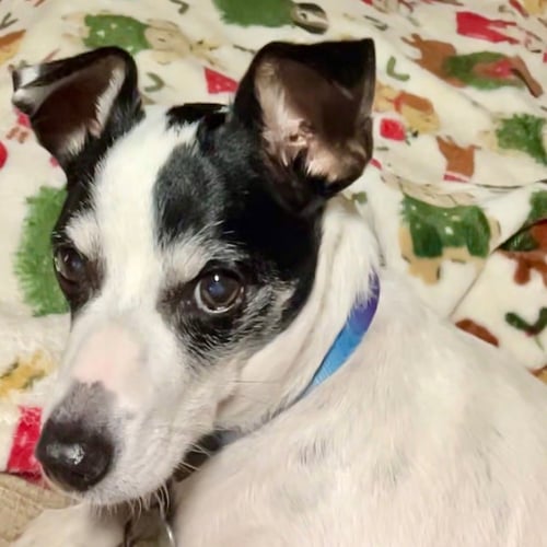 LIL BEAU (LA) - Rat Terrier available for adoption