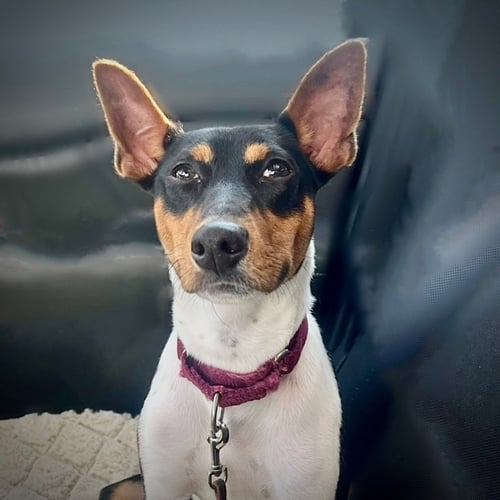 BUZZ (MI) - Rat Terrier available for adoption