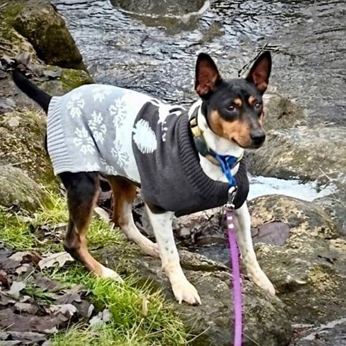 BUZZ (MI) - Rat Terrier available for adoption