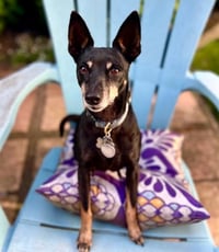 Lola (CA) - Photo 2