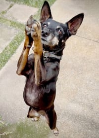 Lola (CA) - Photo 3