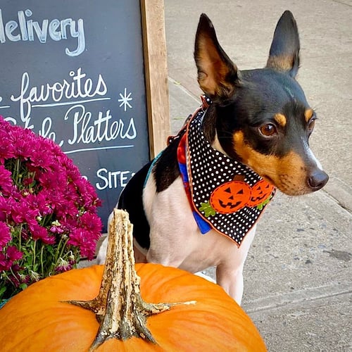 BULBA (FL) - Rat Terrier available for adoption