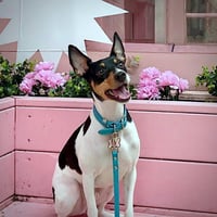 Bulba (FL) - Photo 4