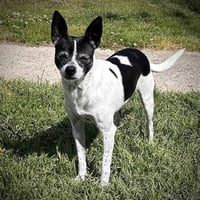 Millie (NC) - Photo 1
