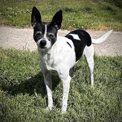 MILLIE (NC) - Rat Terrier available for adoption