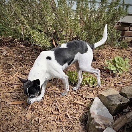 MILLIE (NC) - Rat Terrier available for adoption
