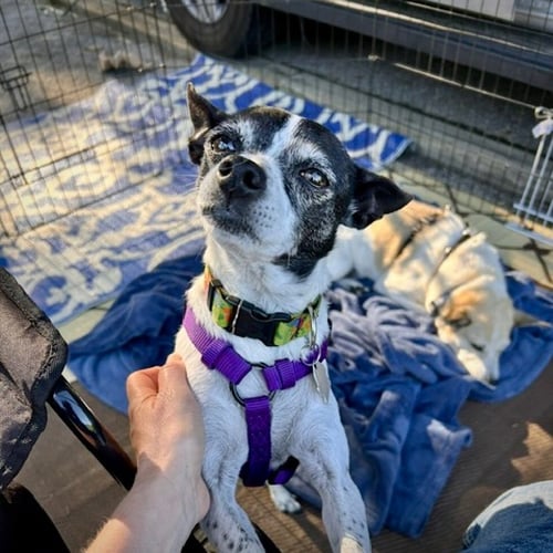 MILLIE (NC) - Rat Terrier available for adoption