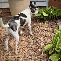 Millie (NC) - Photo 3