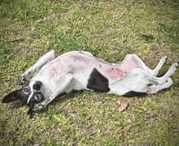 Millie (NC) - Photo 4