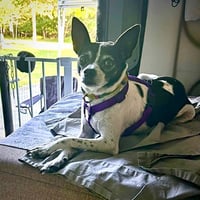Millie (NC) - Photo 3