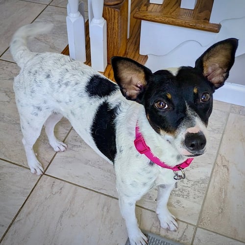 CRANBERRY (TN) - Rat Terrier available for adoption