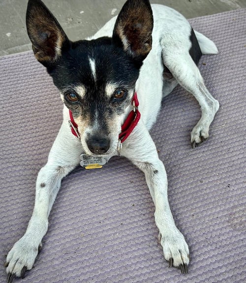 SYBIL (OR) - Rat Terrier available for adoption