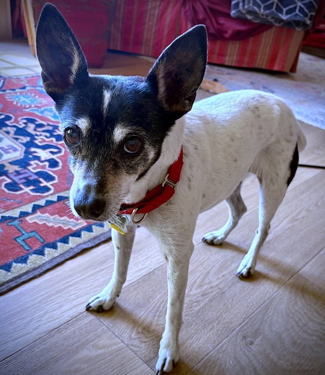 Sybil (OR) Image