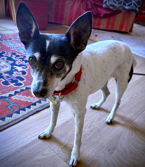 SYBIL (OR) - Rat Terrier available for adoption