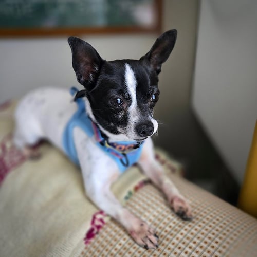 ROBIN (VA) - Rat Terrier available for adoption