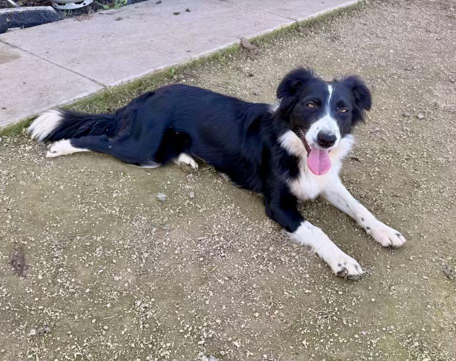 MAE - Border Collie / Australian Shepherd available for adoption