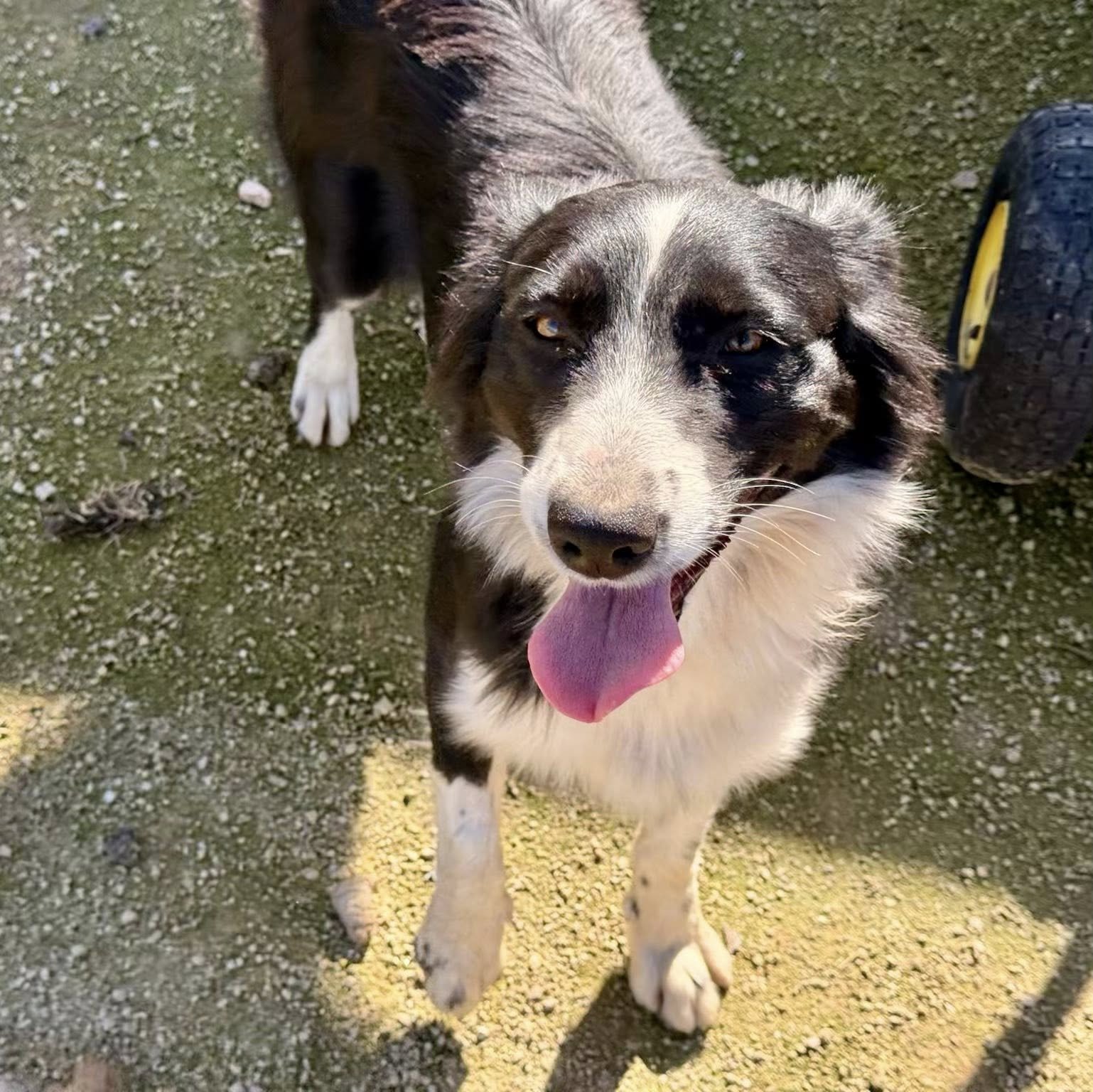 MAE - Border Collie / Australian Shepherd available for adoption