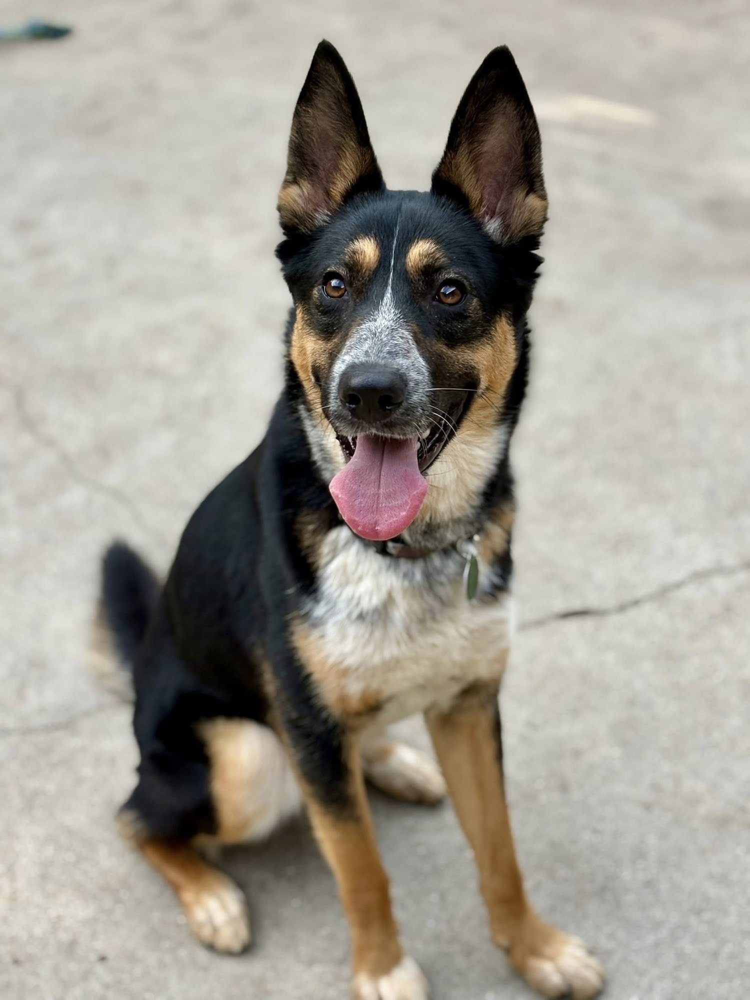MAX - Australian Cattle Dog/Blue Heeler / Border Collie available for adoption
