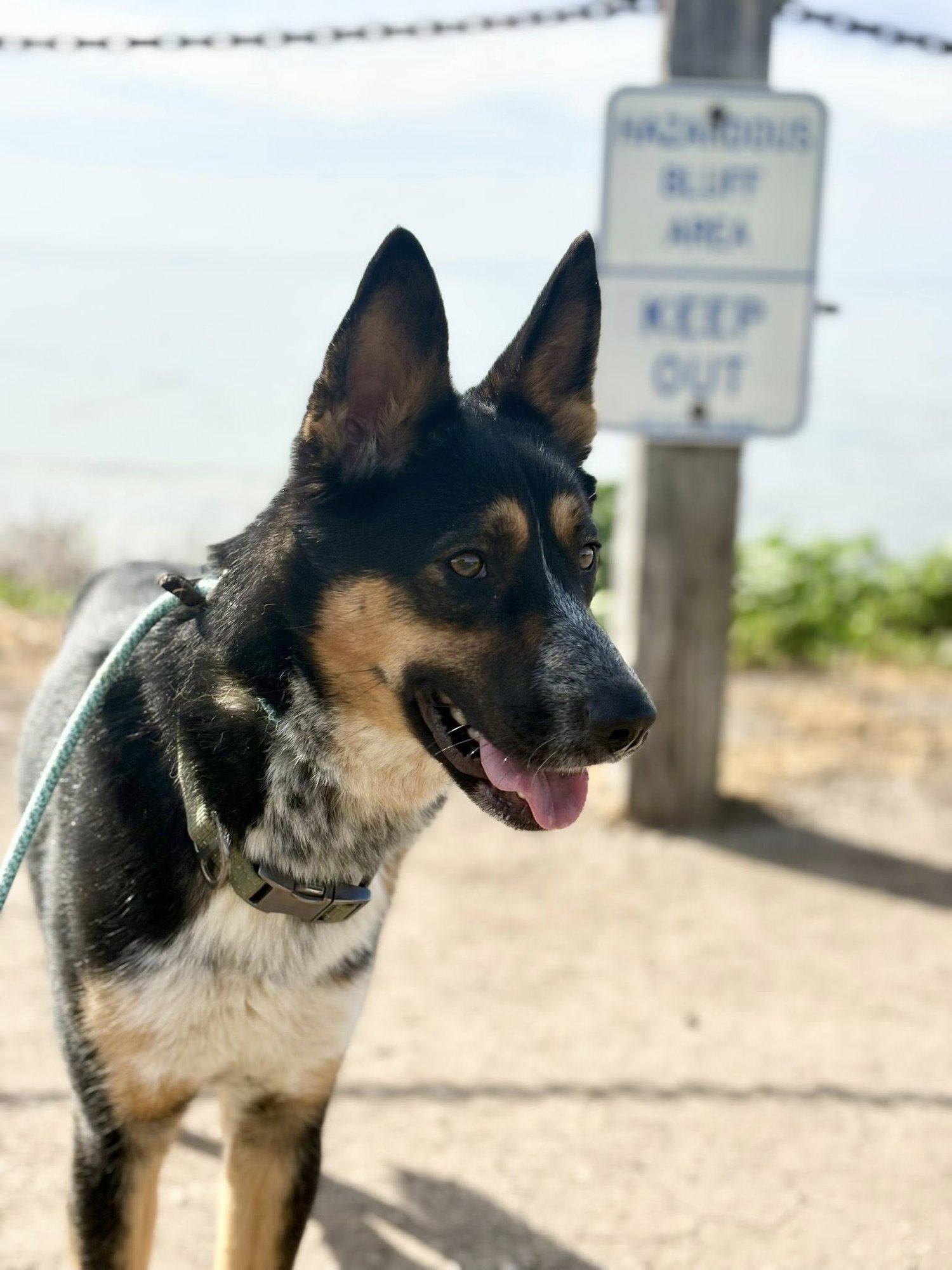 MAX - Australian Cattle Dog/Blue Heeler / Border Collie available for adoption