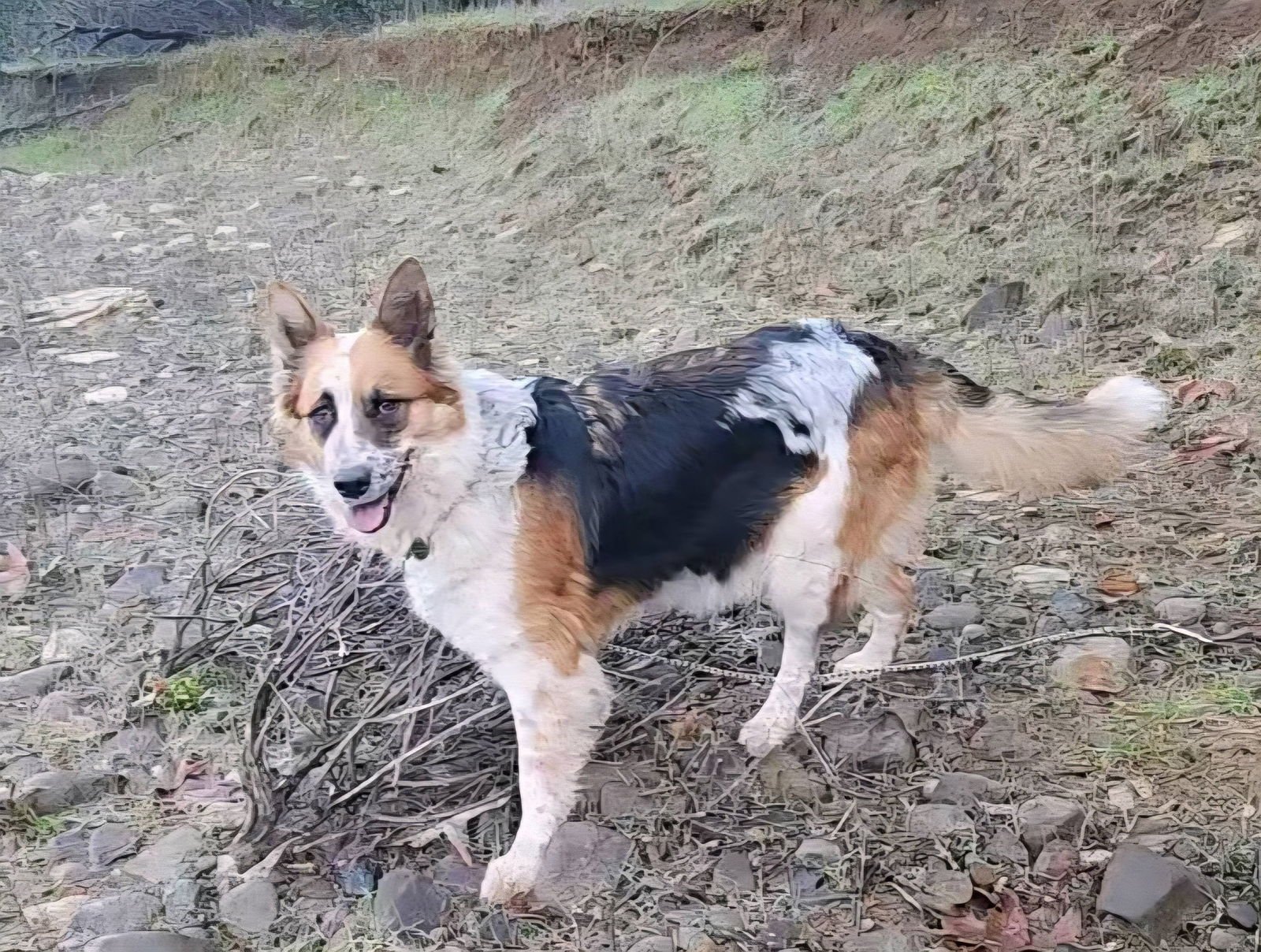 CHICA - Australian Shepherd available for adoption