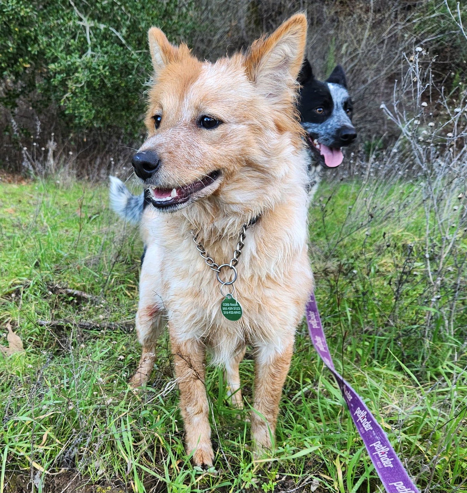 KYLE - Australian Cattle Dog/Blue Heeler available for adoption