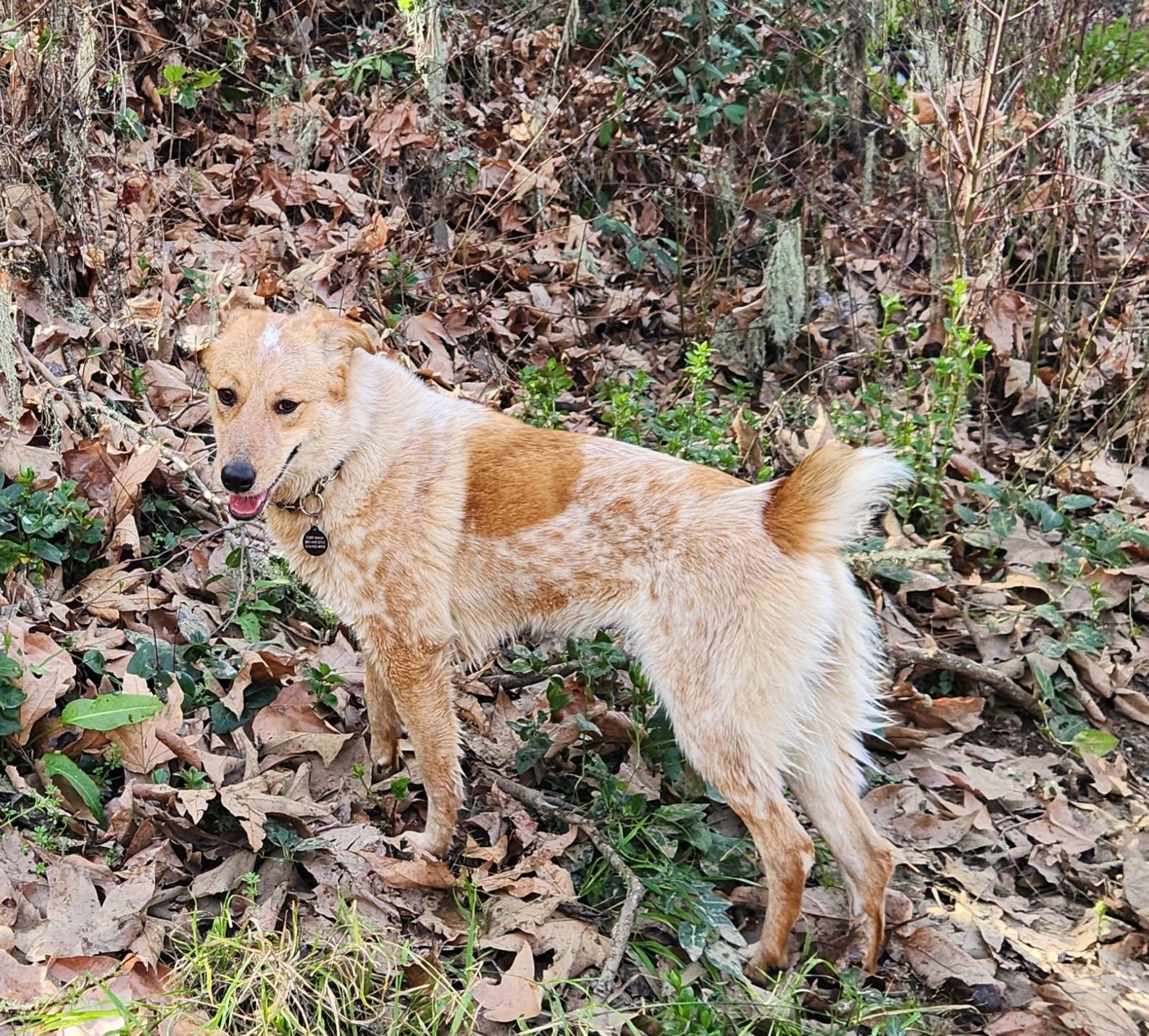 CLAIRE - Australian Cattle Dog/Blue Heeler available for adoption