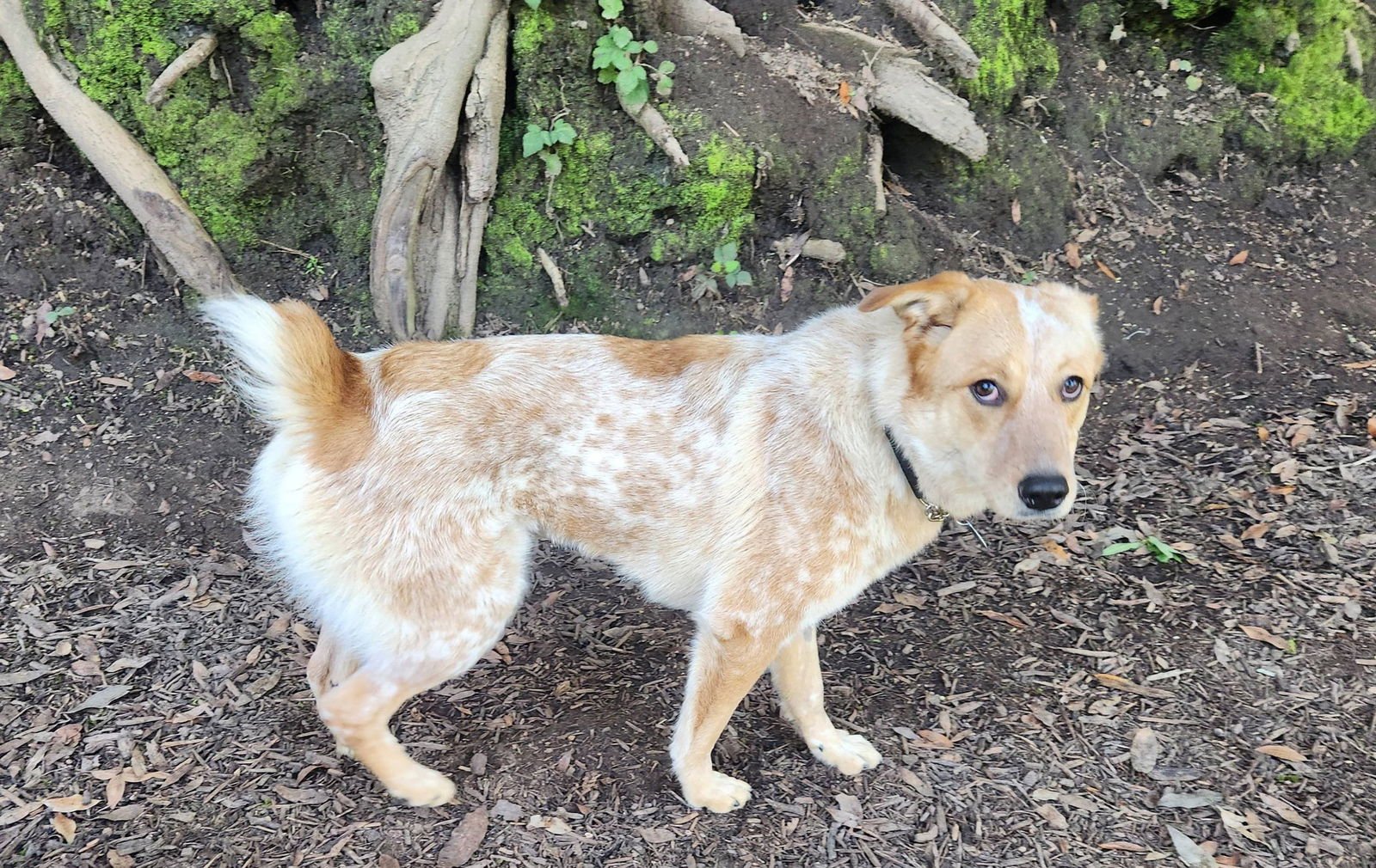 CLAIRE - Australian Cattle Dog/Blue Heeler available for adoption