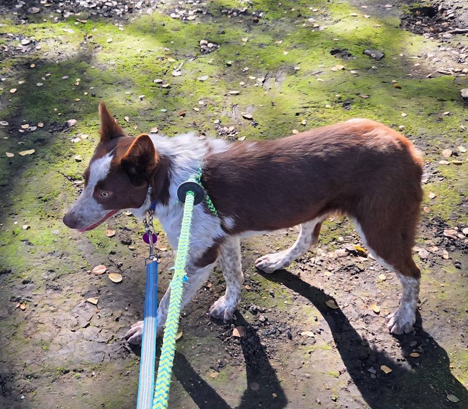 MATTIE - Australian Cattle Dog/Blue Heeler available for adoption